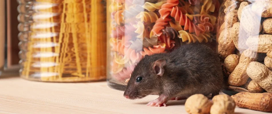 Rat next to food in containers in Austin, TX.
