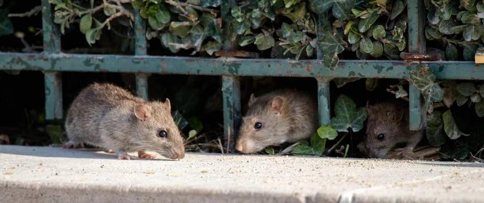 Rodents underneath vegetation in Austin, TX.