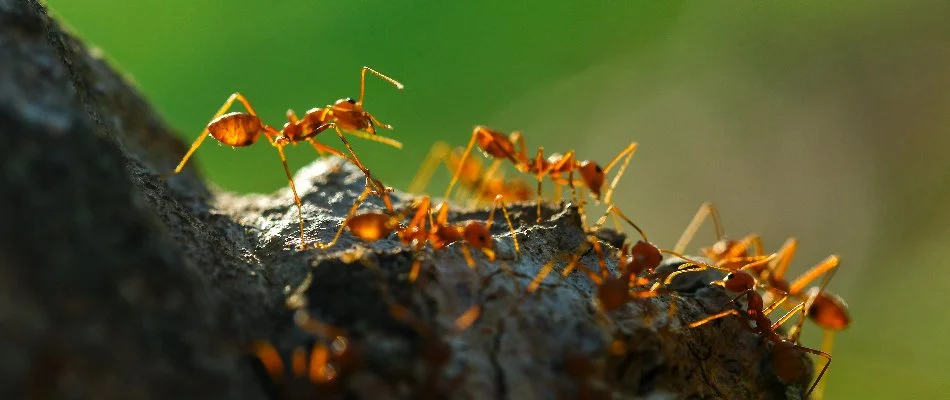 Several fire ants in Austin, TX, on a rough surface.