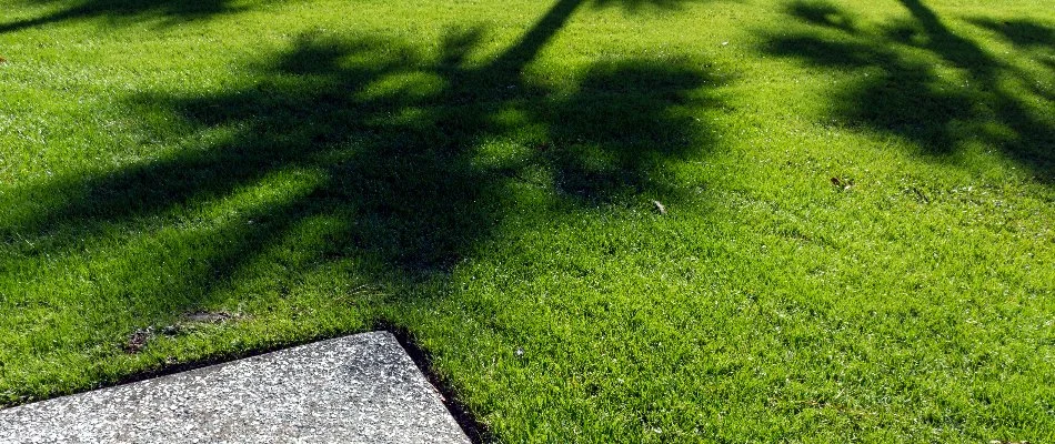 Short, green grass with a tree shadow in Austin, TX.