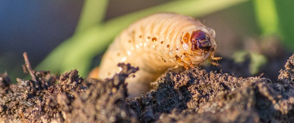 Grub found in soil on a property in Austin, TX.