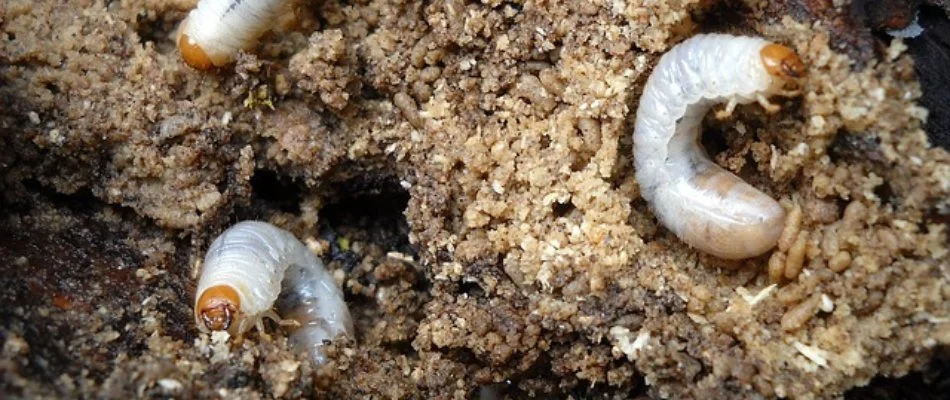 Soil in Austin, TX, with white grubs.