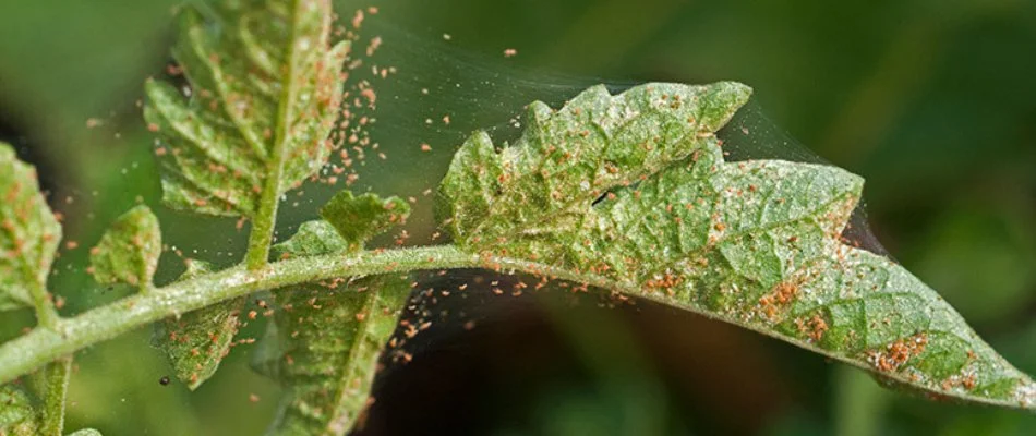 Green leaves in Austin, TX, infested with spider mites.