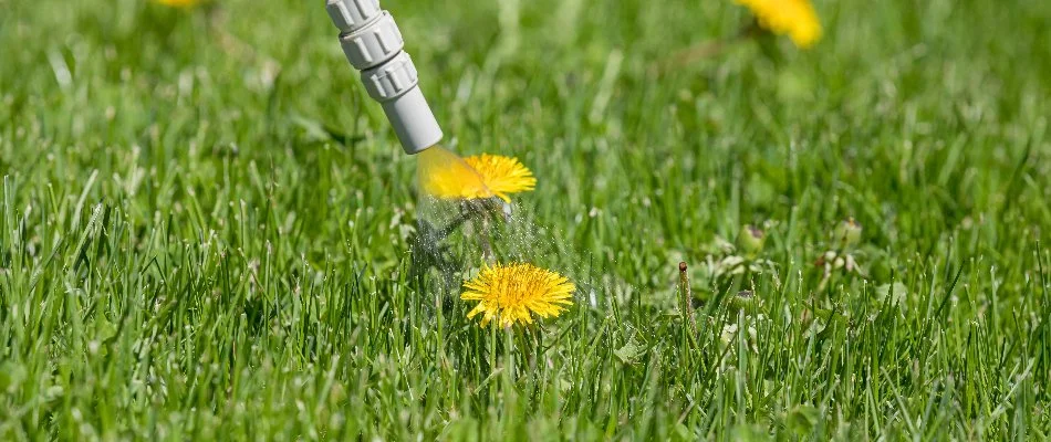 Spraying weed control treatment on a dandelion in Austin, TX.