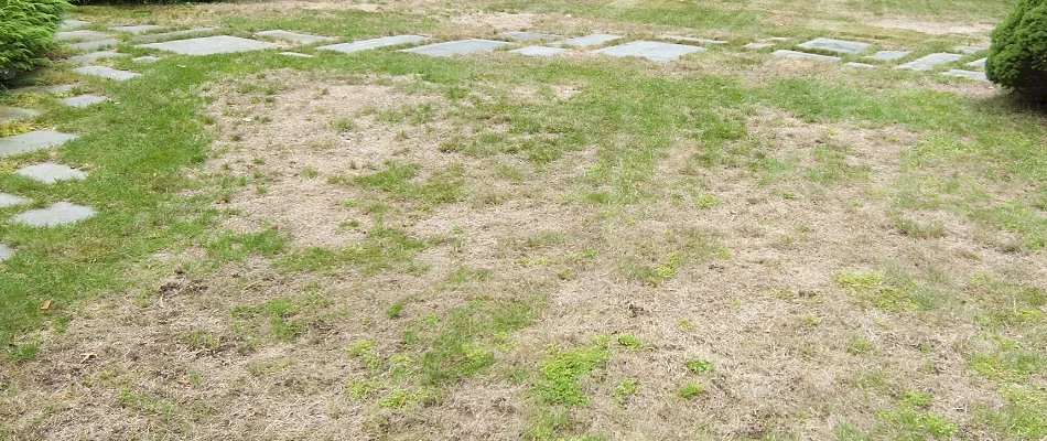 Thin, brown grass in Austin, TX.