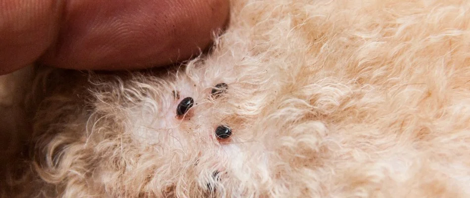 Ticks attached to a pet in Austin, TX.