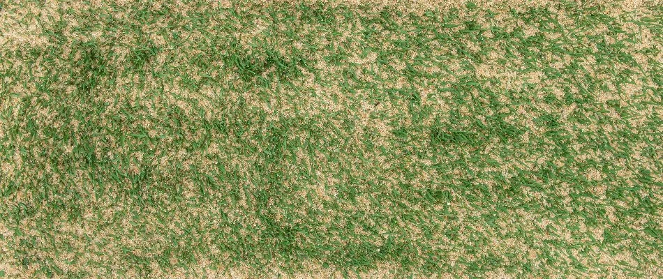 Topdressing material on a lawn in Austin, TX.