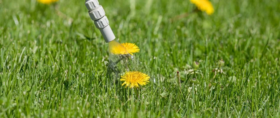 Treating a dandelion in Austin, TX, with post-emergent weed control.