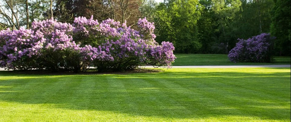 Green lawn on a commercial property in Austin, TX.