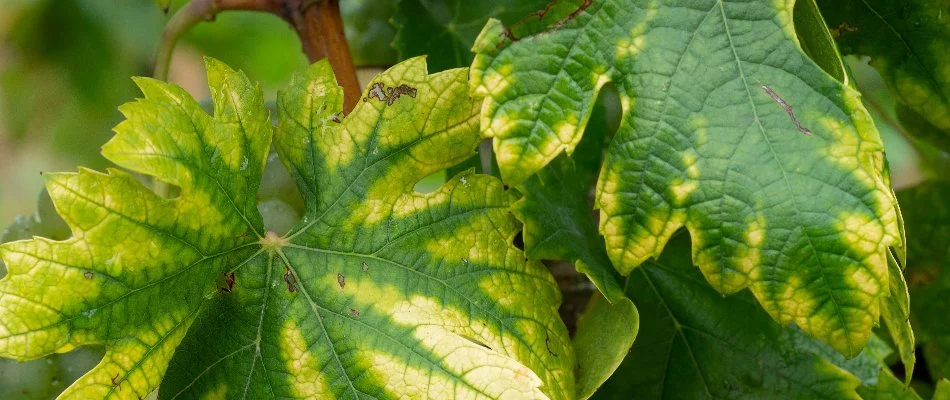 Yellowing leaves of a tree in Austin, TX.
