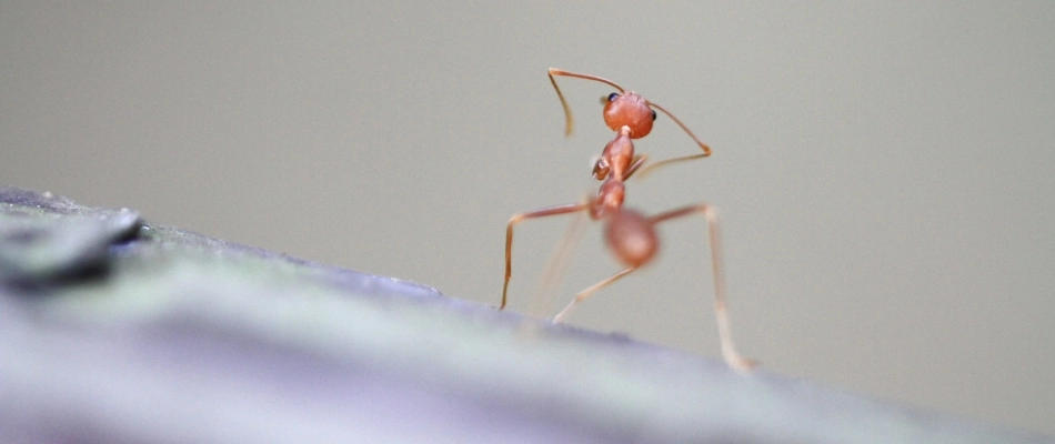 Ant defending itself in Pflugerville, TX.