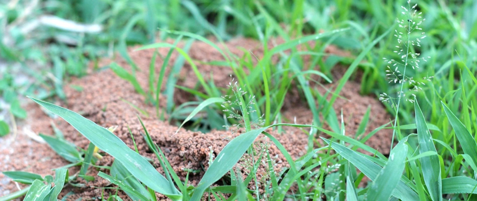 Ant hill found in lawn in Rollingwood, TX.