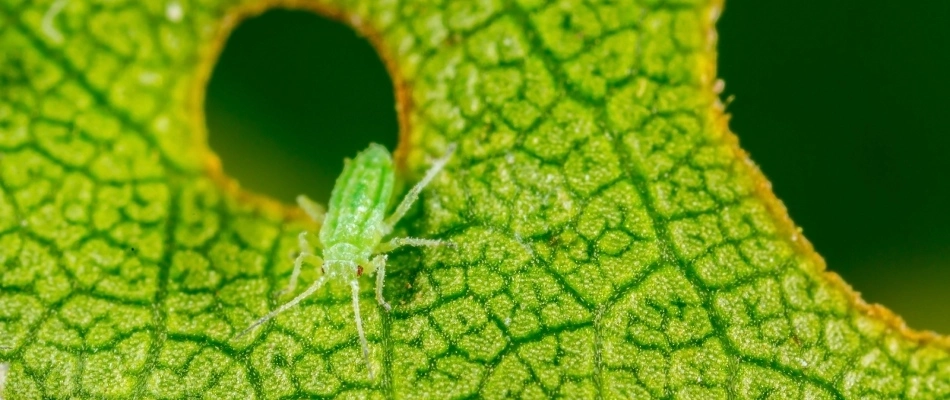 Aphid eating away leaf in Austin, TX.