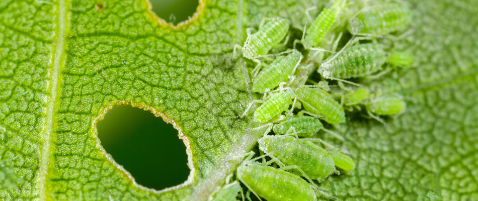 Aphids infestation in a tree in West Lake Hills, TX.