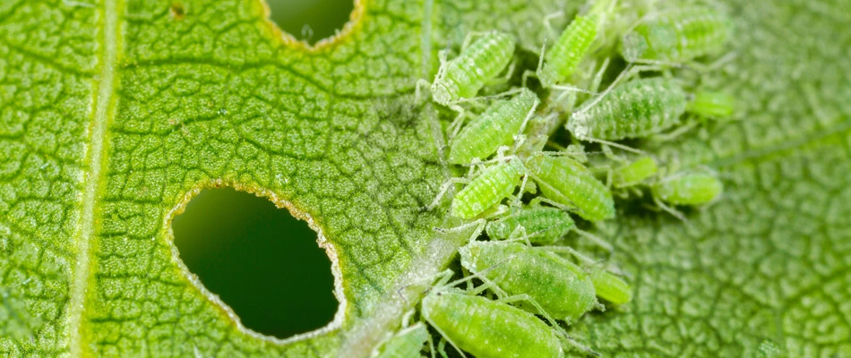 Aphids infestation in a tree in West Lake Hills, TX.