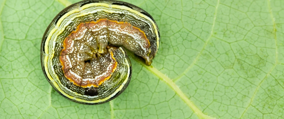 An armyworm found curled up in a lawn in North Shoal Creek, TX.