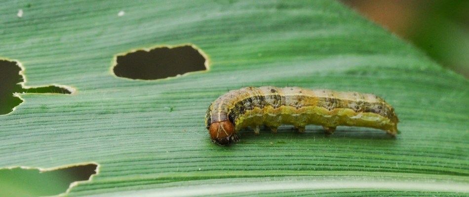 Armyworm damaging grass blade in lawn in McNeil, TX.