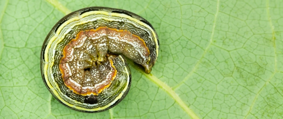 Armyworm infestation found in client's property in Austin, TX.