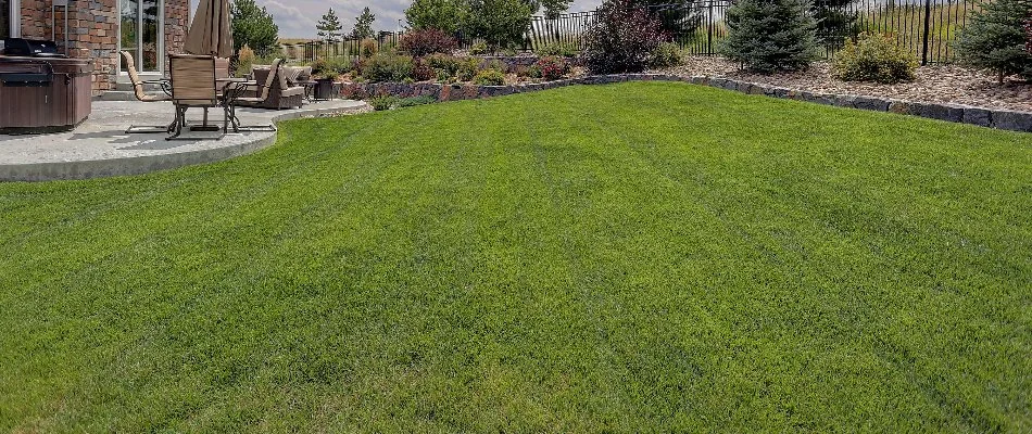 Backyard lawn in Highland, TX, with green grass and landscaping.