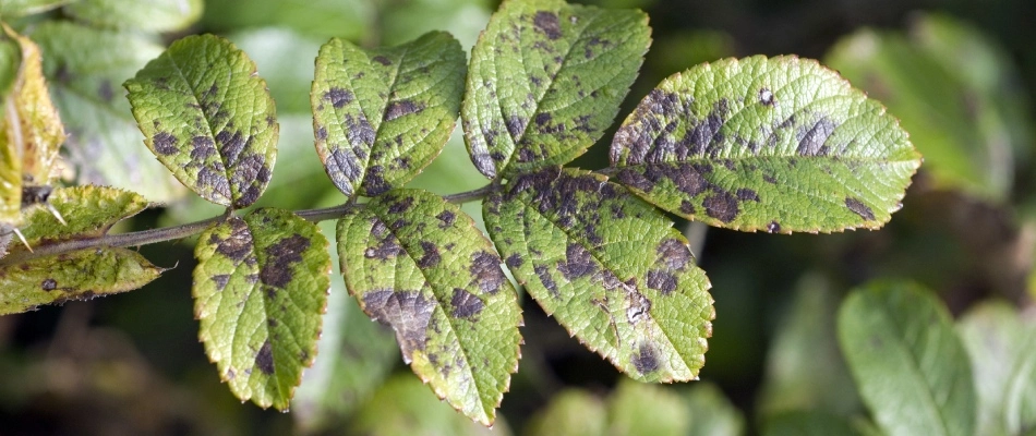 Black spot infected tree in Austin, TX.