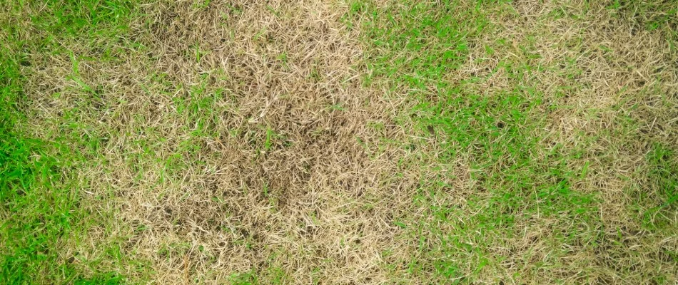 Infected lawn with brown patch disease in Austin, TX.