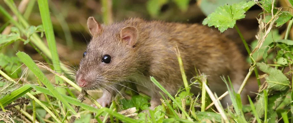 Brown rat in a garden in Santa Rita Ranch, TX.