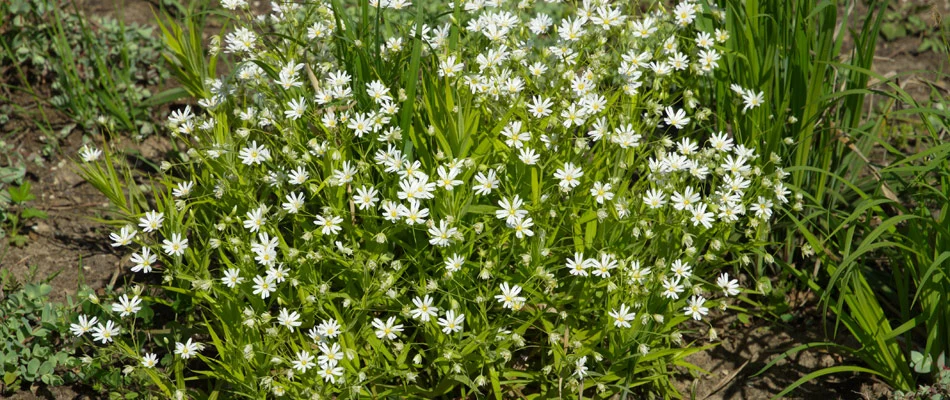 Chickweed infestation in a lawn in North Austin, TX.