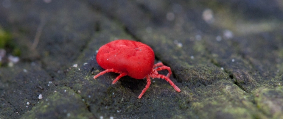 Chigger on the bark of a tree in Austin, TX.