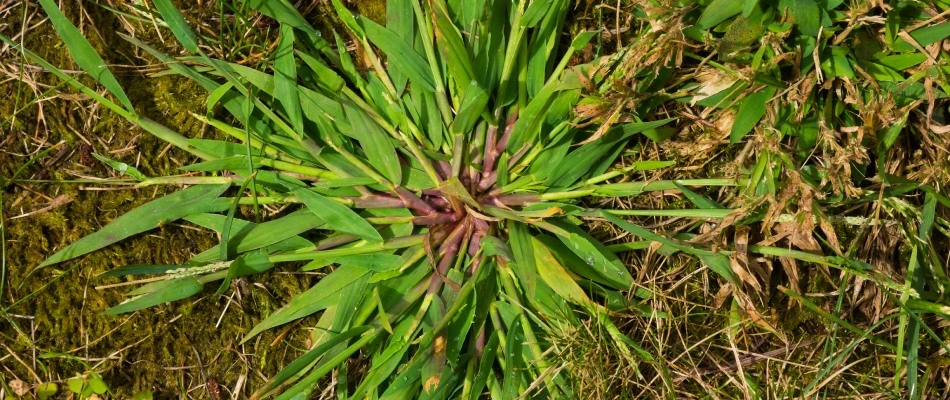 Crabgrass weed invading a client's property in Austin, TX.