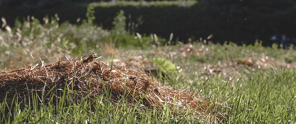 A pile of debris lying on a lawn in Austin, TX.