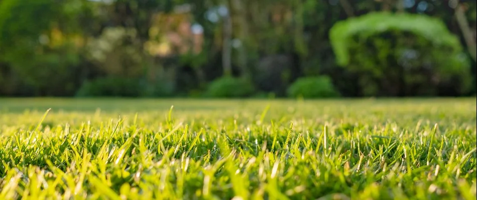 Dense green grass blades in Santa Rita Ranch, TX.