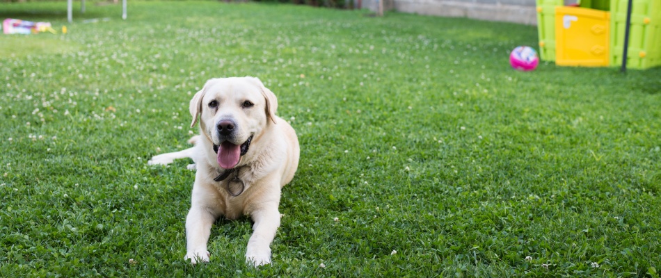 Dog laying on safely treated lawn after service in Austin, TX.