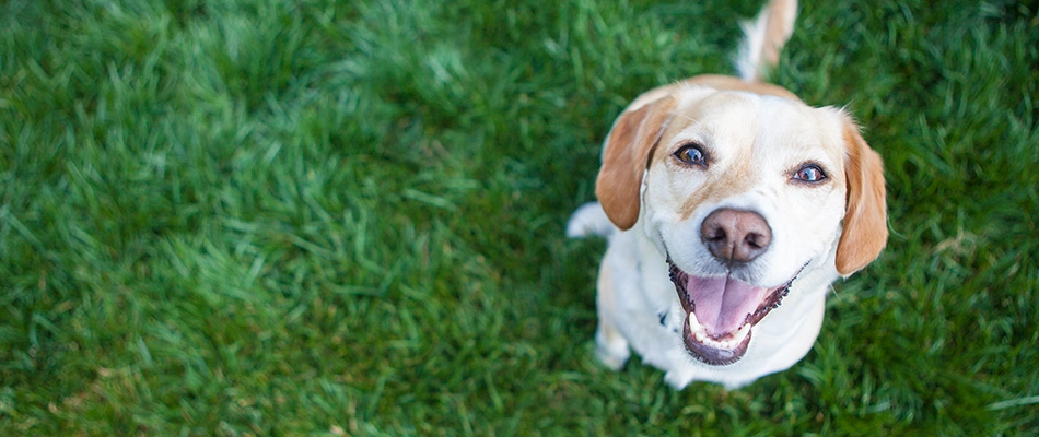 A dog sitting on a safely treated lawn in Austin, TX.