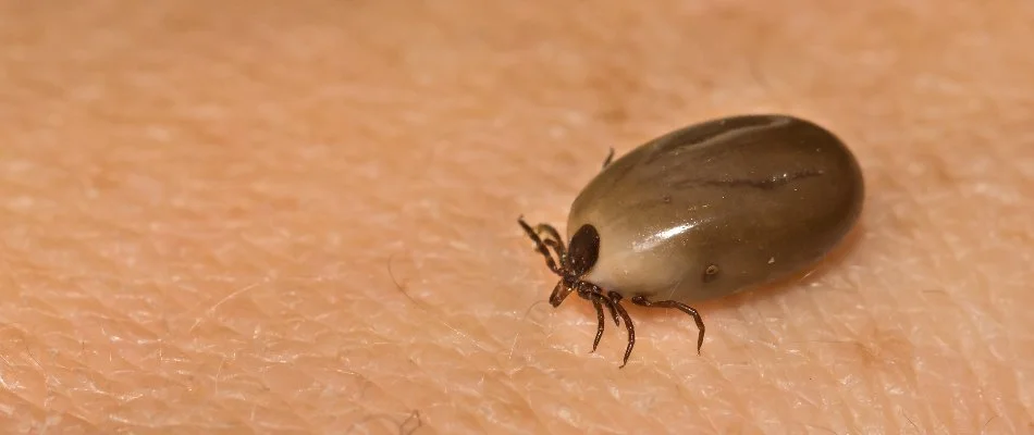 Engorged tick in Highland, TX, on a skin.