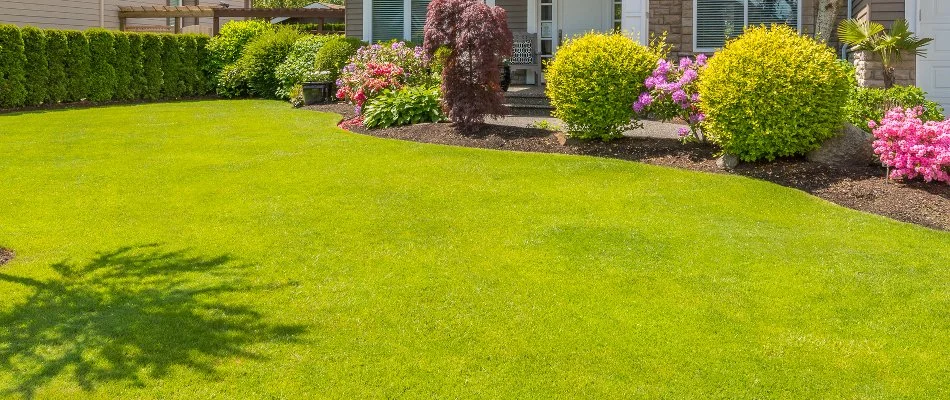 Fertilized green lawn and round shrubs in Georgian Acres, TX.