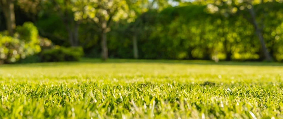 Fertilized lawn after serviced in Leander, TX.