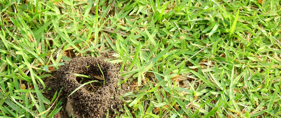 Fire ant hill found in a client's lawn in Windermere, TX.