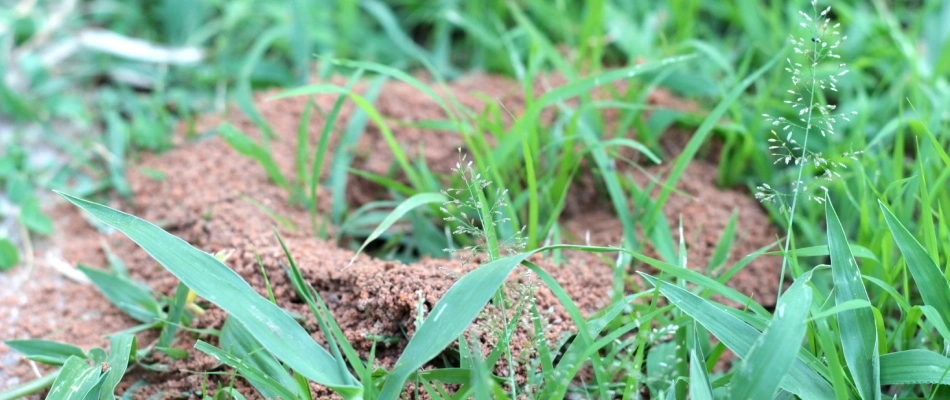 Fire ant hill found in lawn in Georgetown, TX.