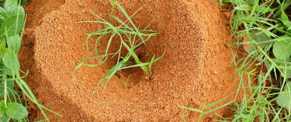 Fire ant hill found on property in Austin, TX.