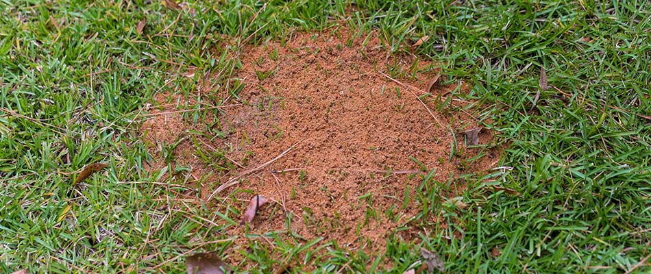 Fire ant hill on client's lawn in Austin, TX.