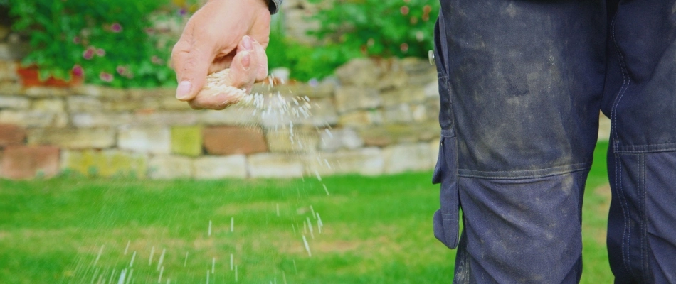 Granular fertilizer being spread out in lawn by hand in Round Rock, TX.