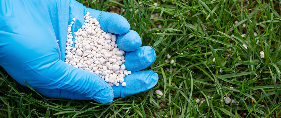 A man spreading granular fertilizer on a lawn in Austin, TX.