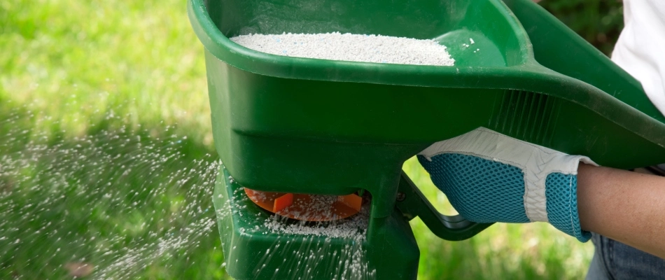 Granular fertilizer in green handheld applicator in Austin, TX.