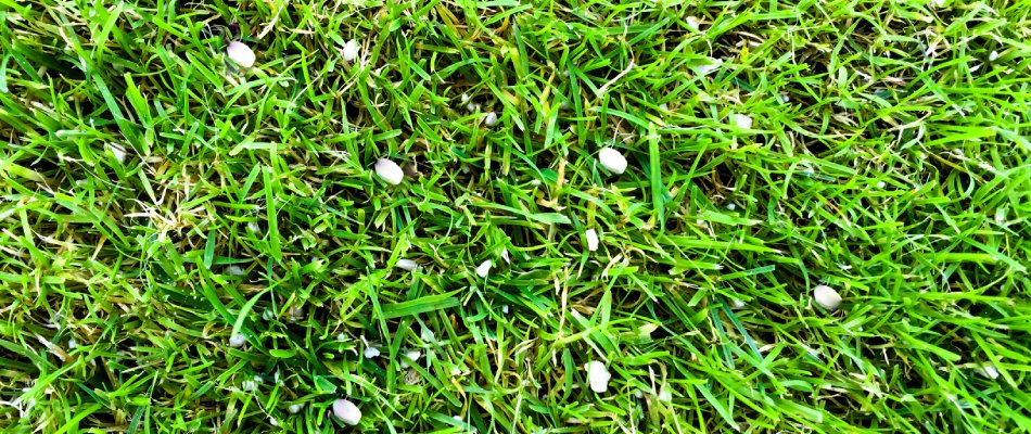 Fertilizer pellets spread in lawn in  Brushy Creek, TX.
