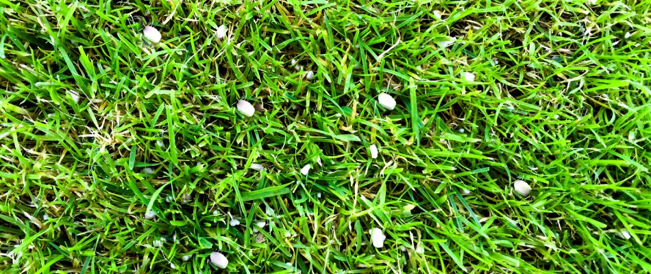 Fertilizer pellets spread in lawn in Brushy Creek, TX.