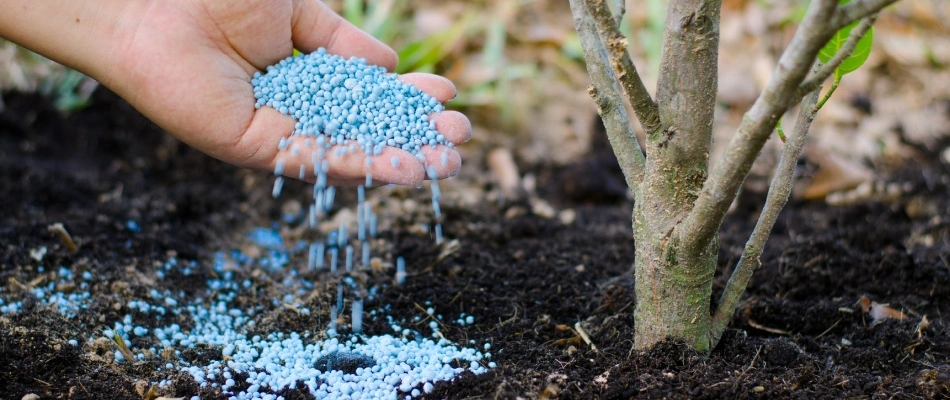 Granular shrub fertilizer being applied by hand in Austin, TX.