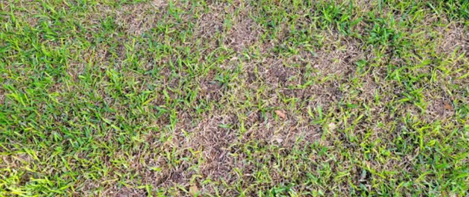 Gray leaf spot disease on a lawn in Austin, TX.