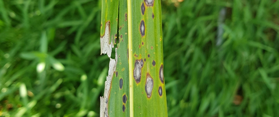 Gray leaf spot lawn disease in a client's lawn in Windermere, TX.