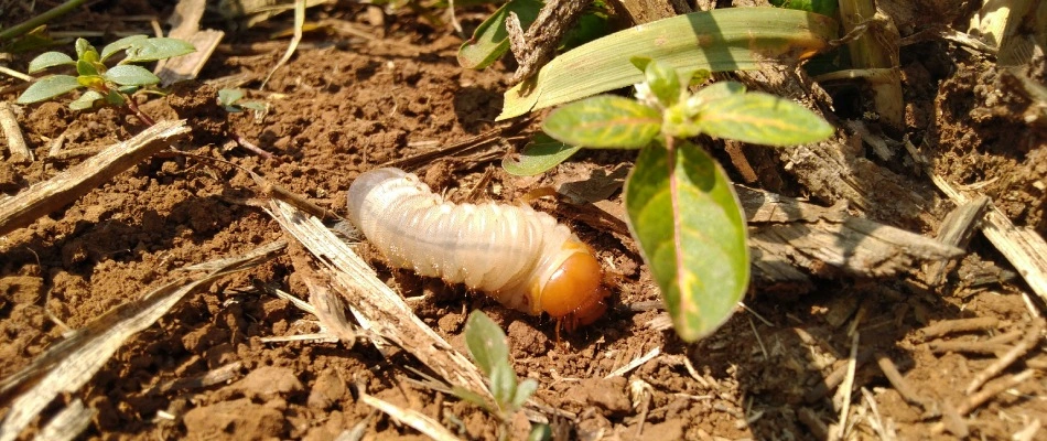Grub found crawling on soil patch in Austin, TX.