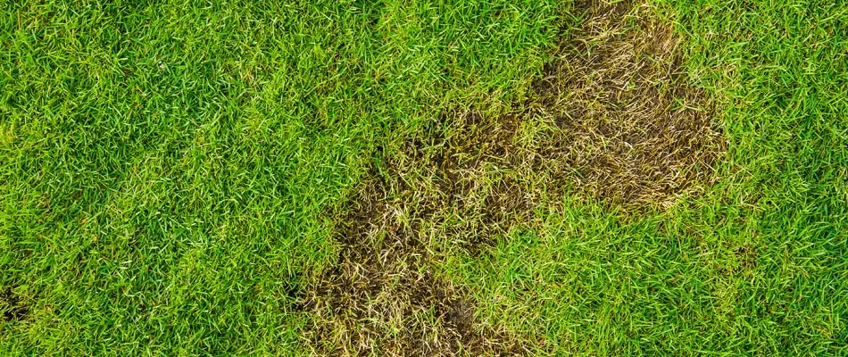 Grub damage showing in a lawn near Central Austin, TX.